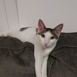 Meet your Posher, Elizabeth